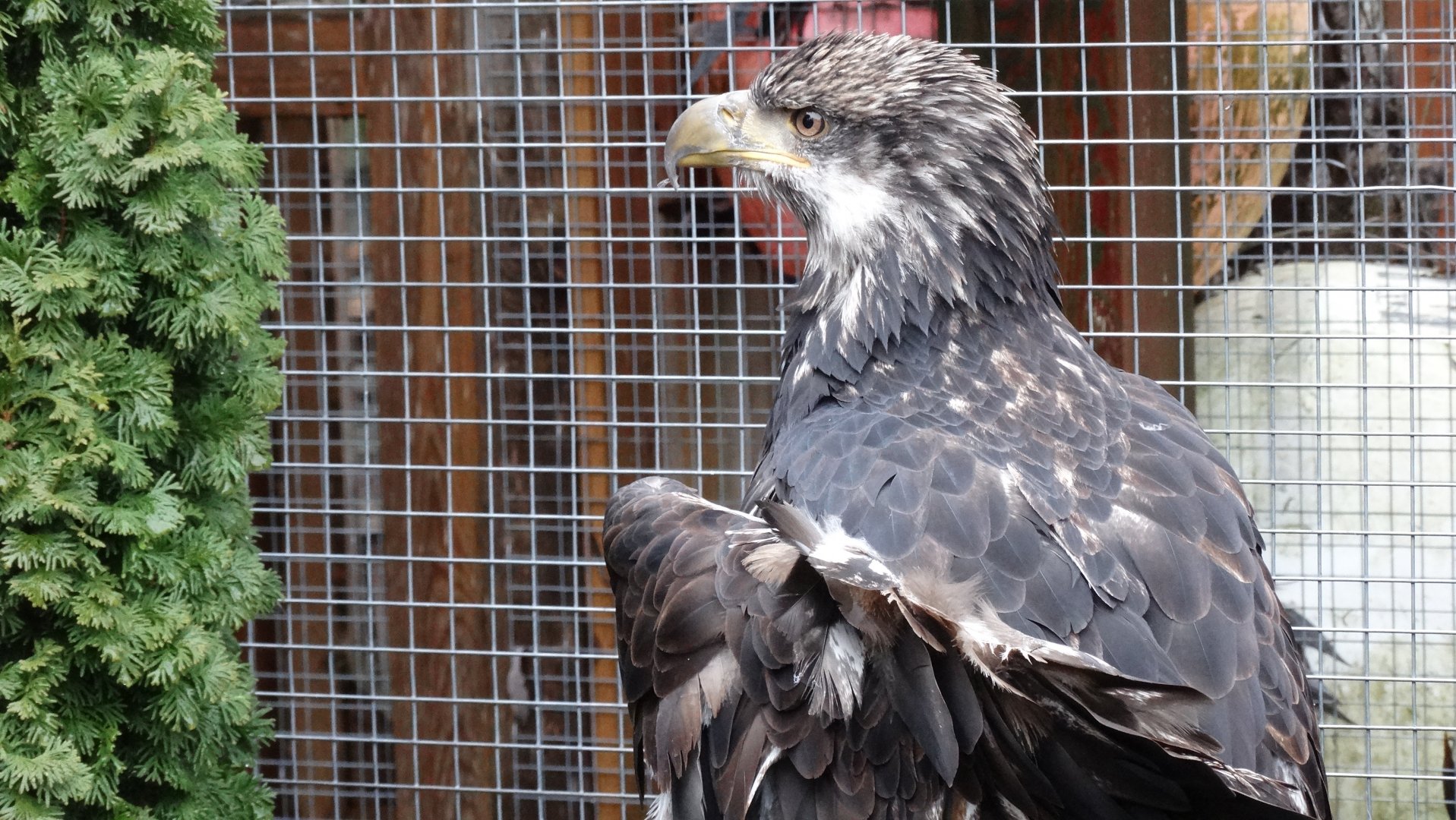 Bald eagle with a busted wing