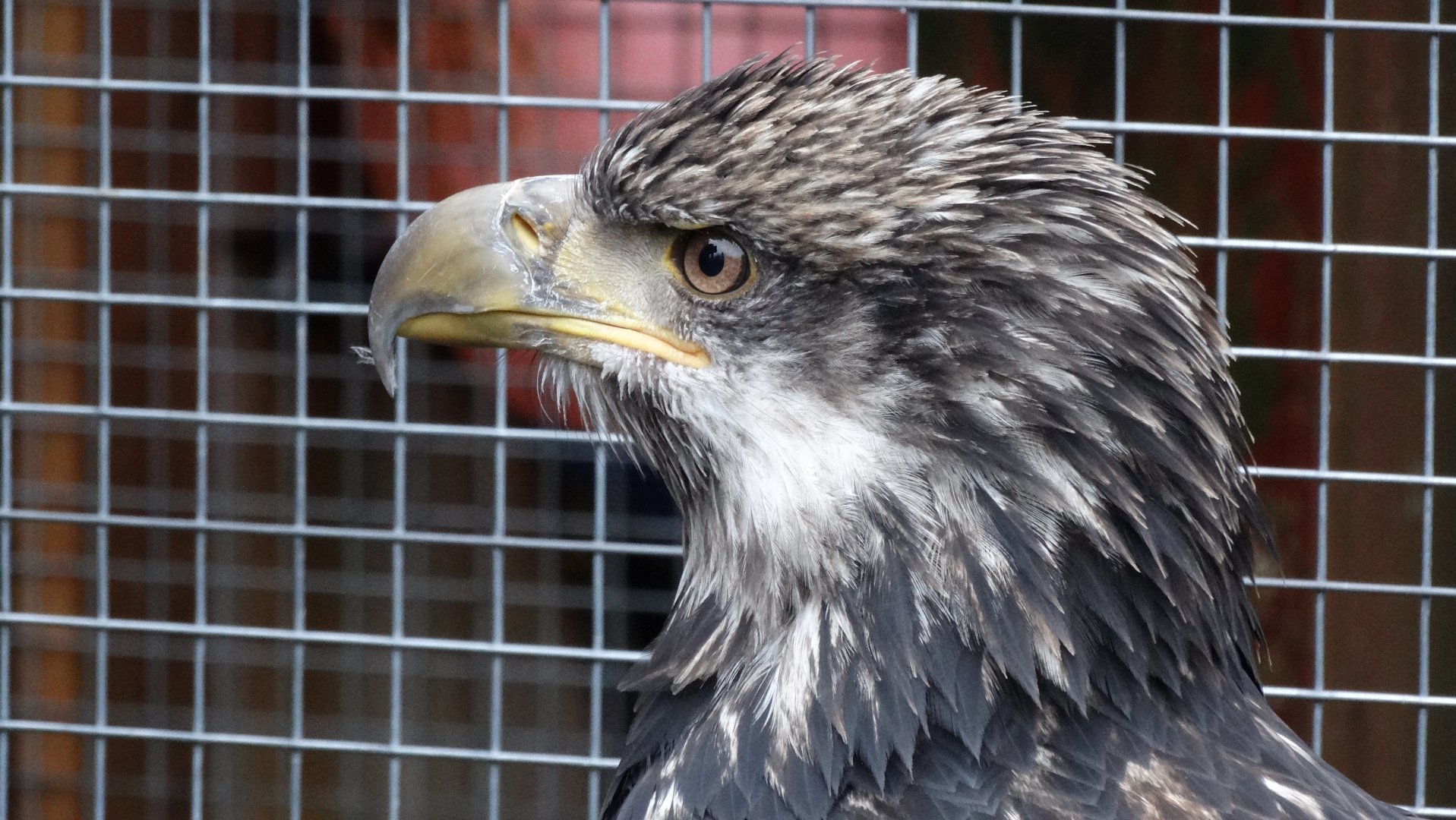Bald eagle with a busted wing