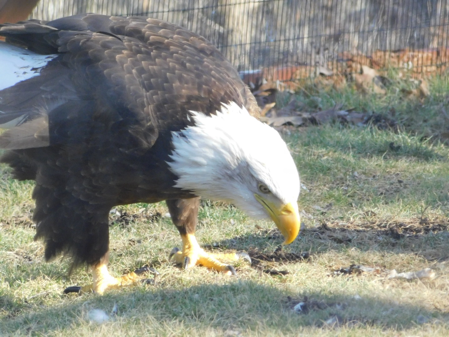 Bald Eagle- World Bird Sanctuary February 2022