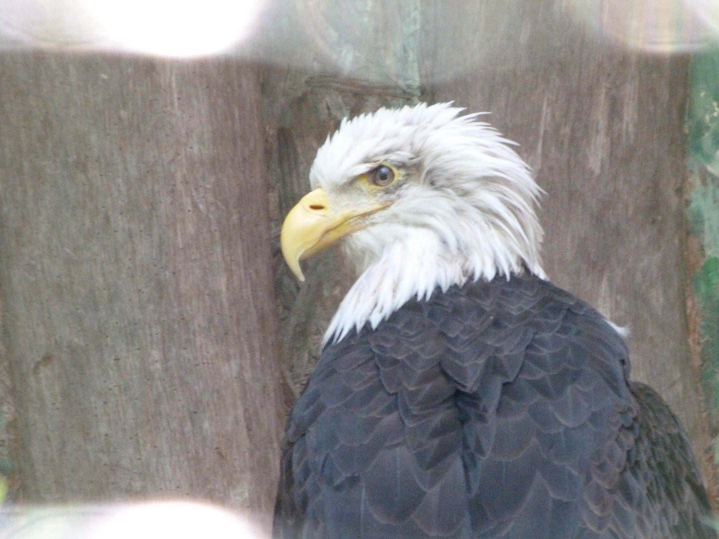 Bald eagle -Zoo Praha (2025)