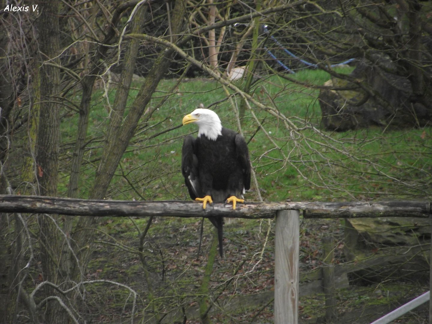 Bald Eagle - Zooparc de Beauval - 12/01/2025