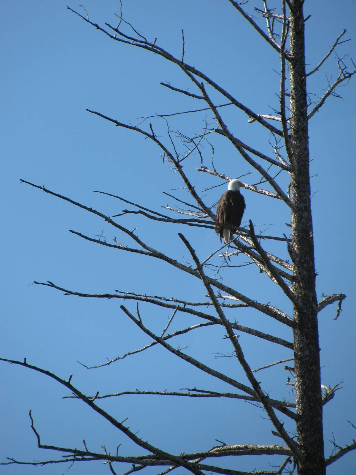 Bald Eagle