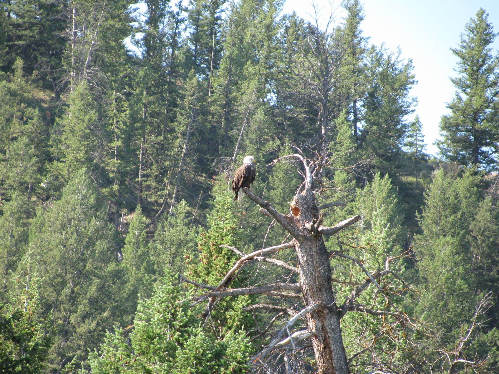 Bald Eagle