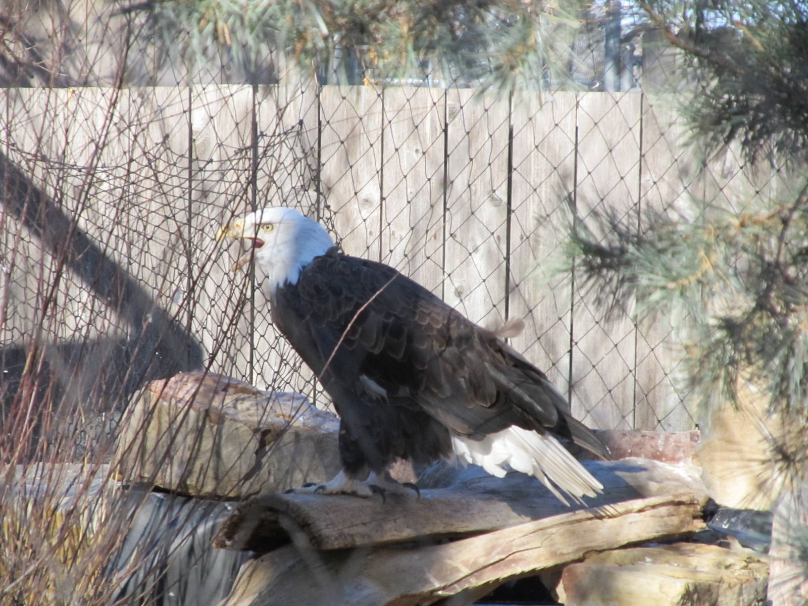 Bald Eagle