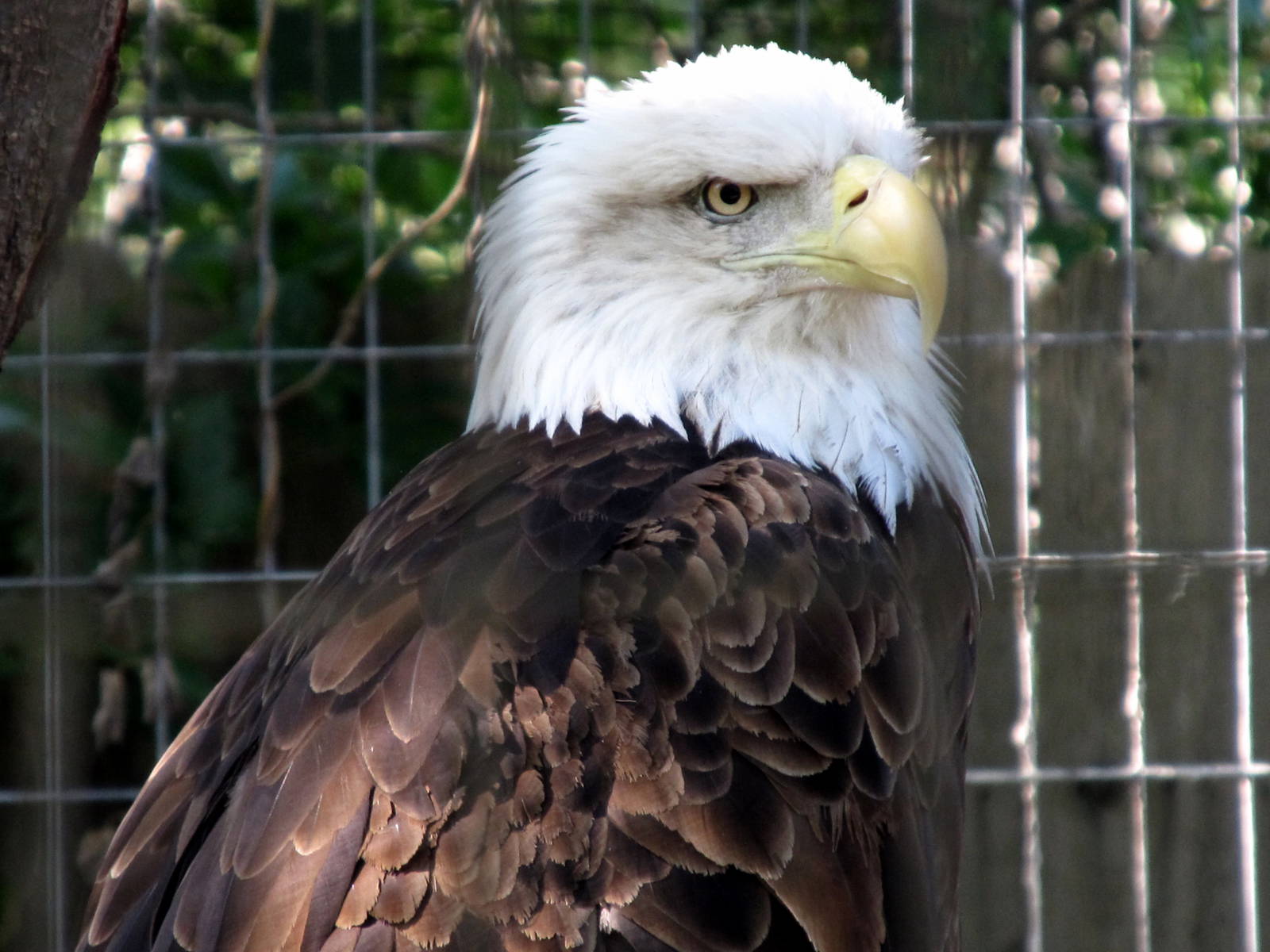 Bald Eagle