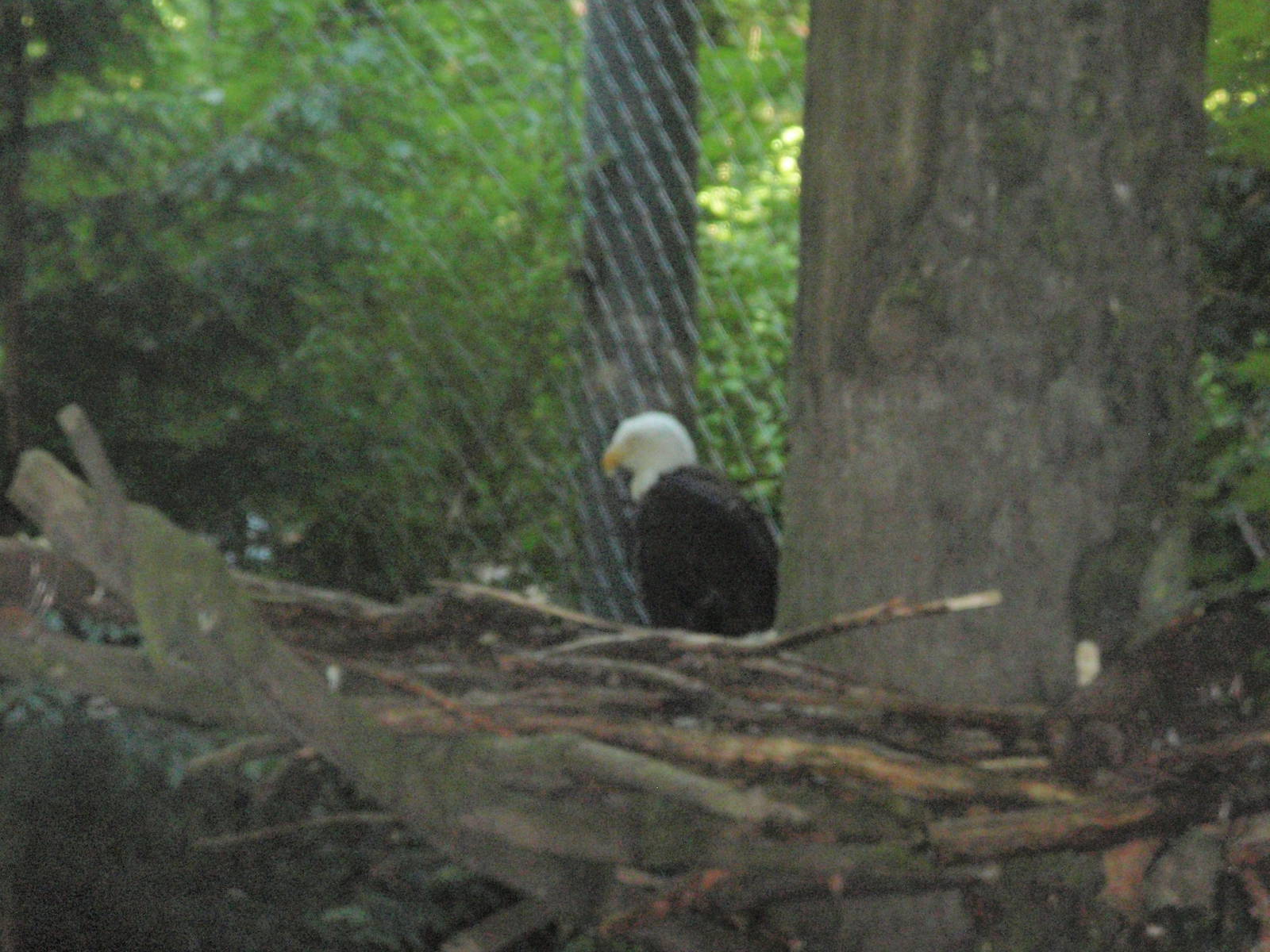 Bald Eagle