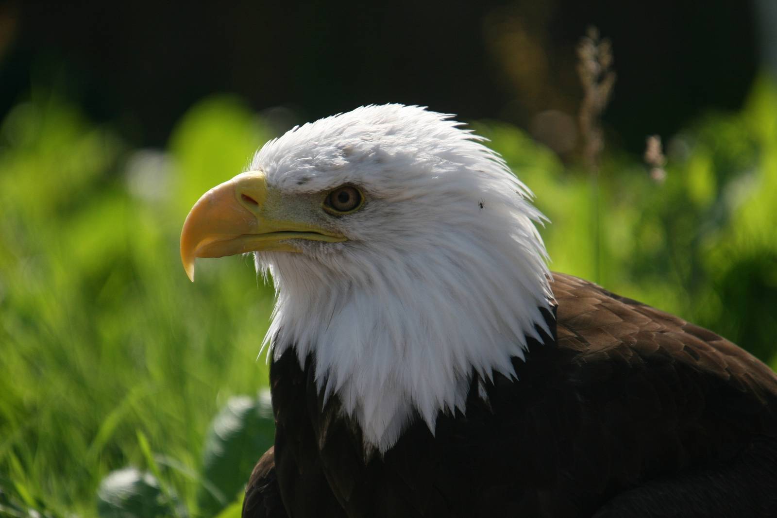 Bald Eagle