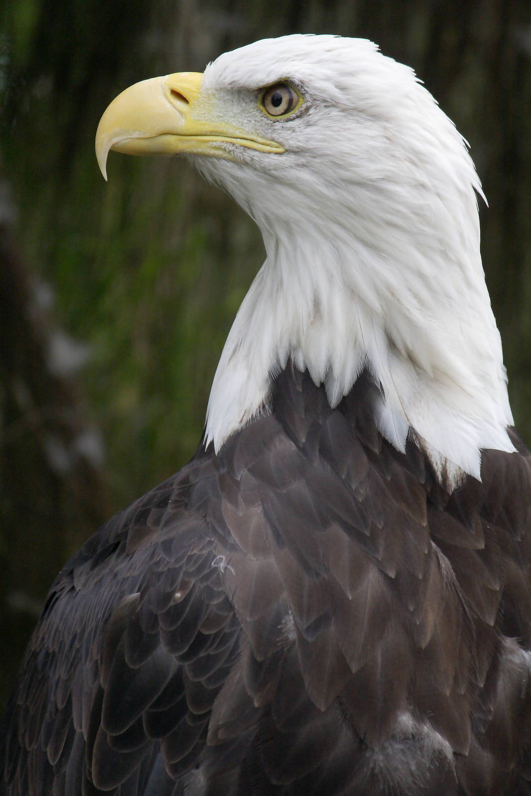 Bald eagle