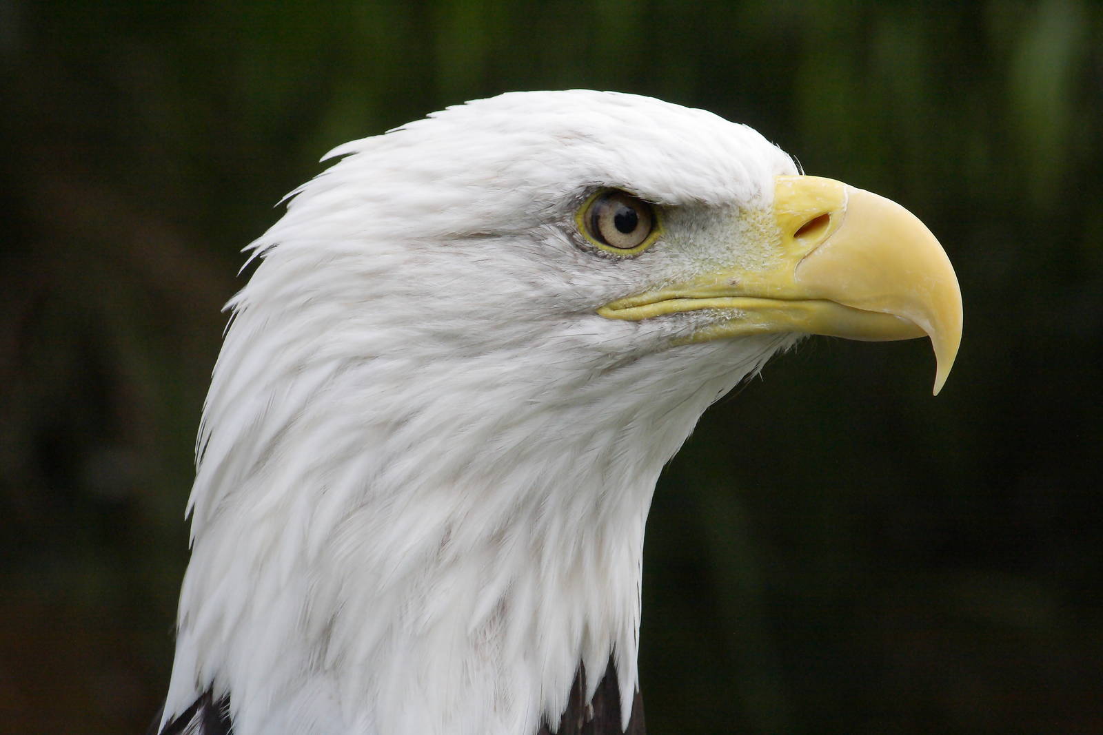 Bald eagle