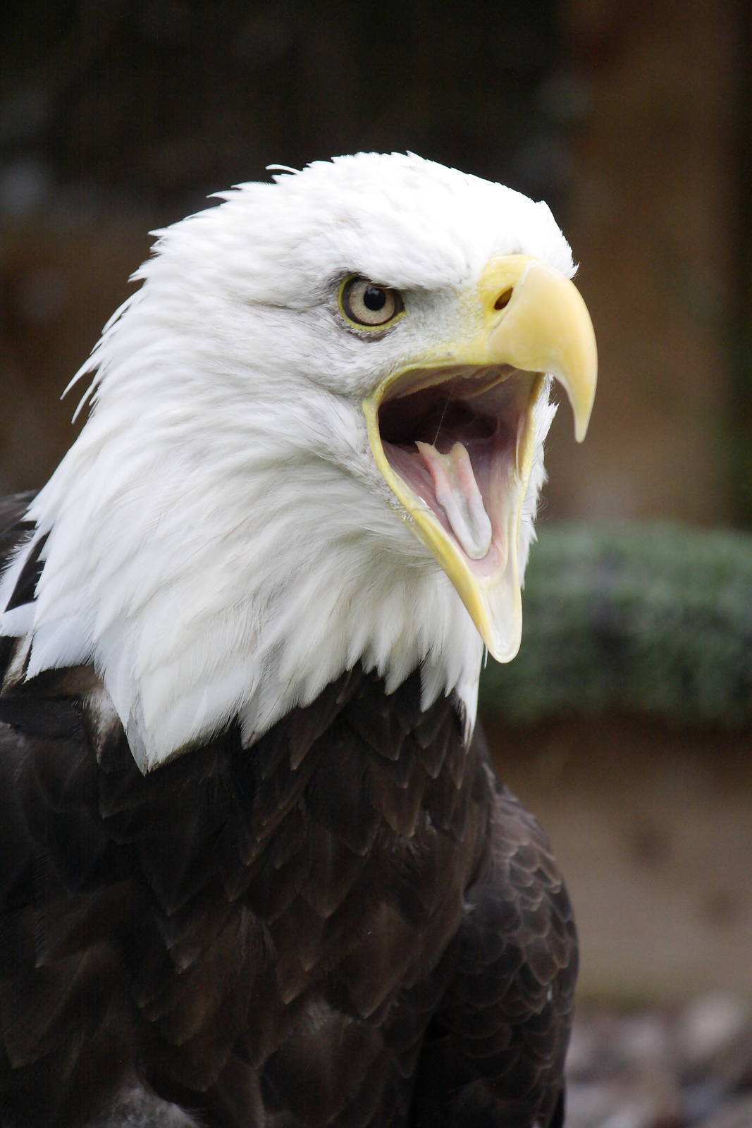 Bald eagle