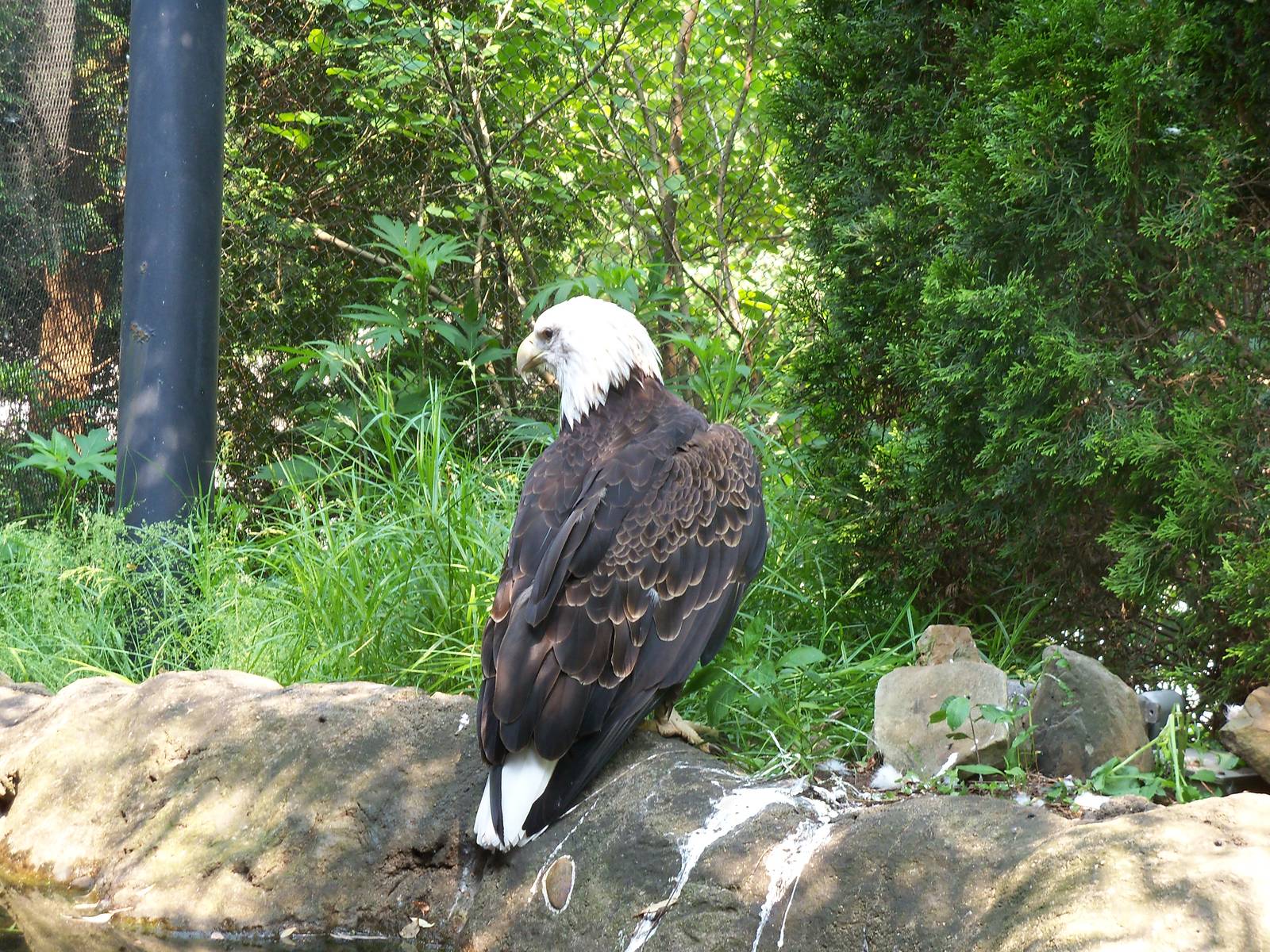 Bald Eagle
