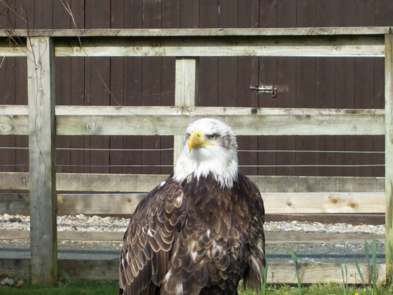 bald eagle