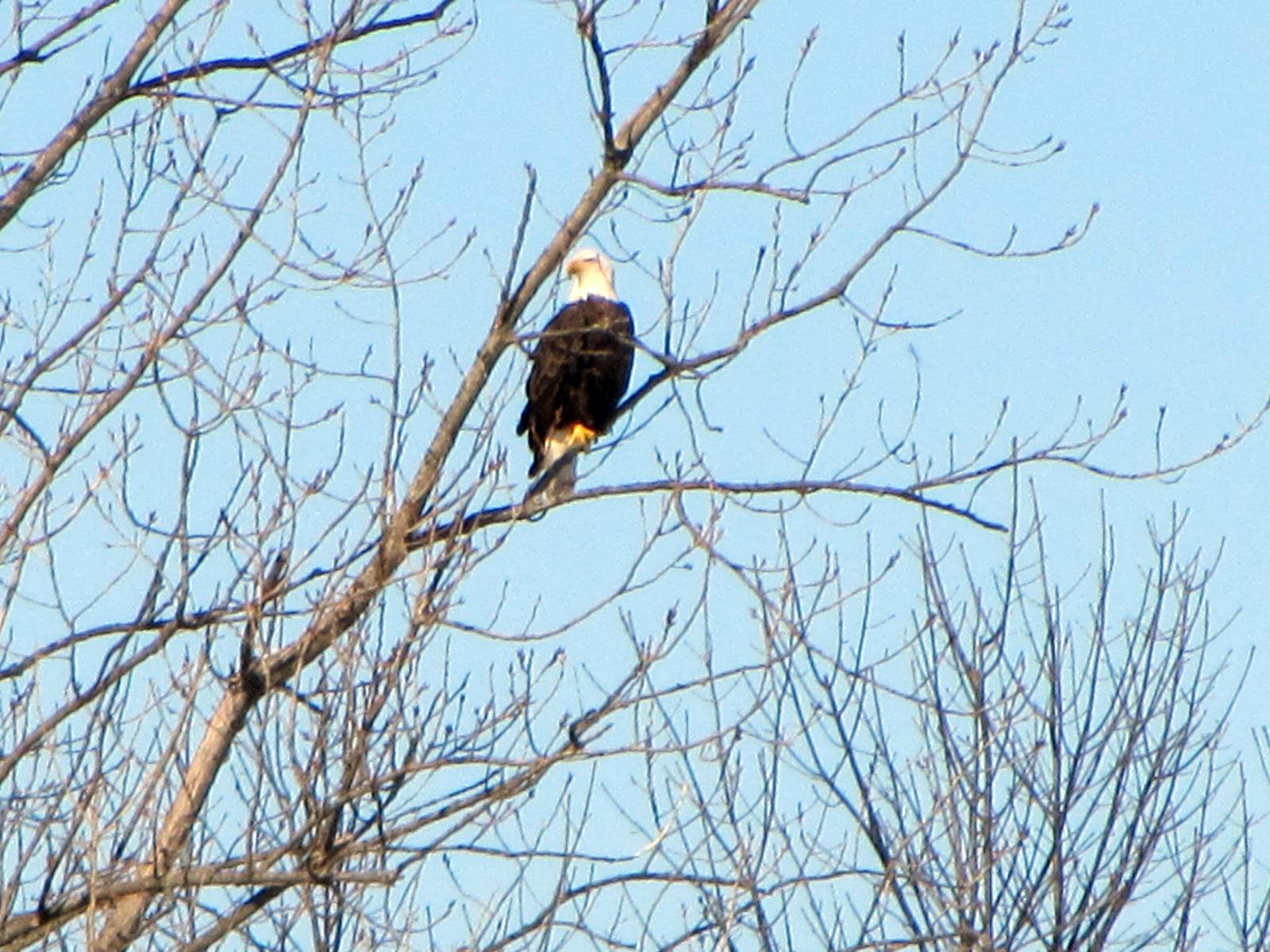 Bald Eagle