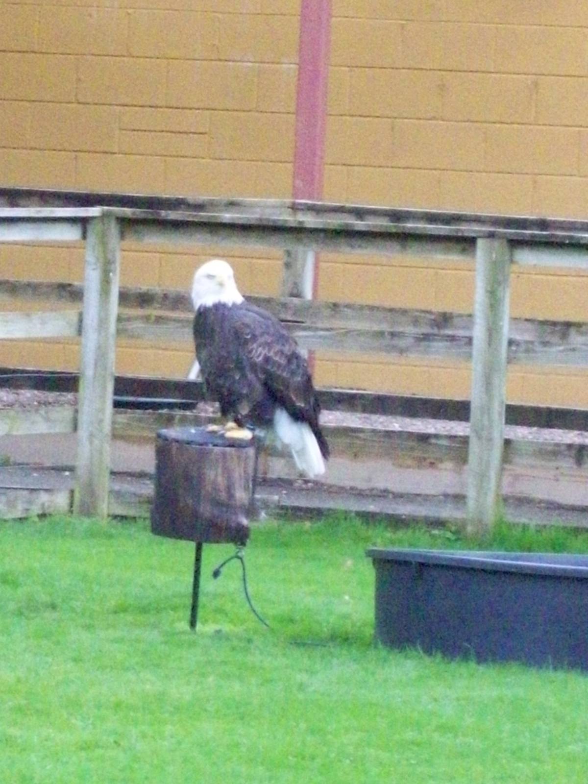 bald eagle