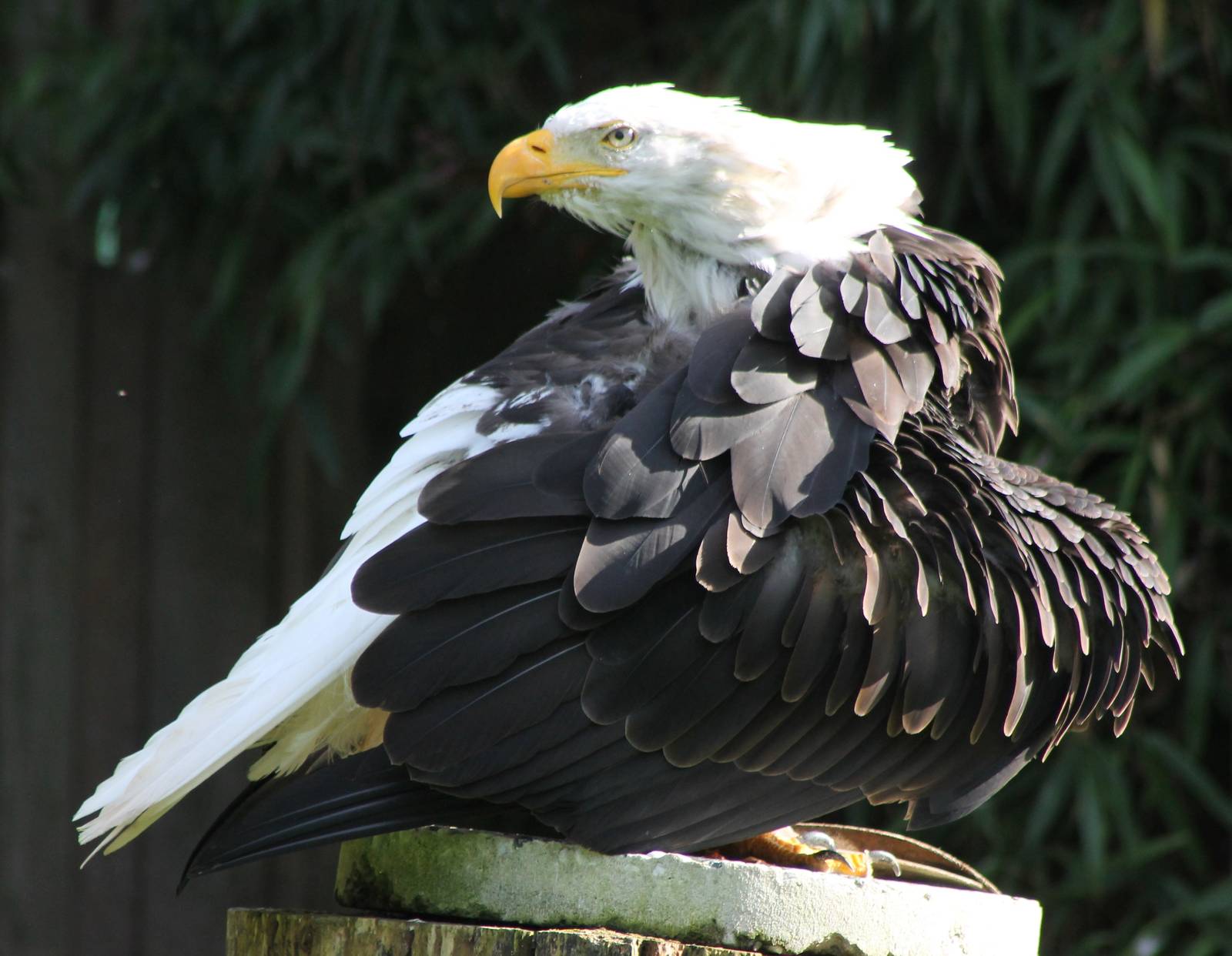 Bald eagle