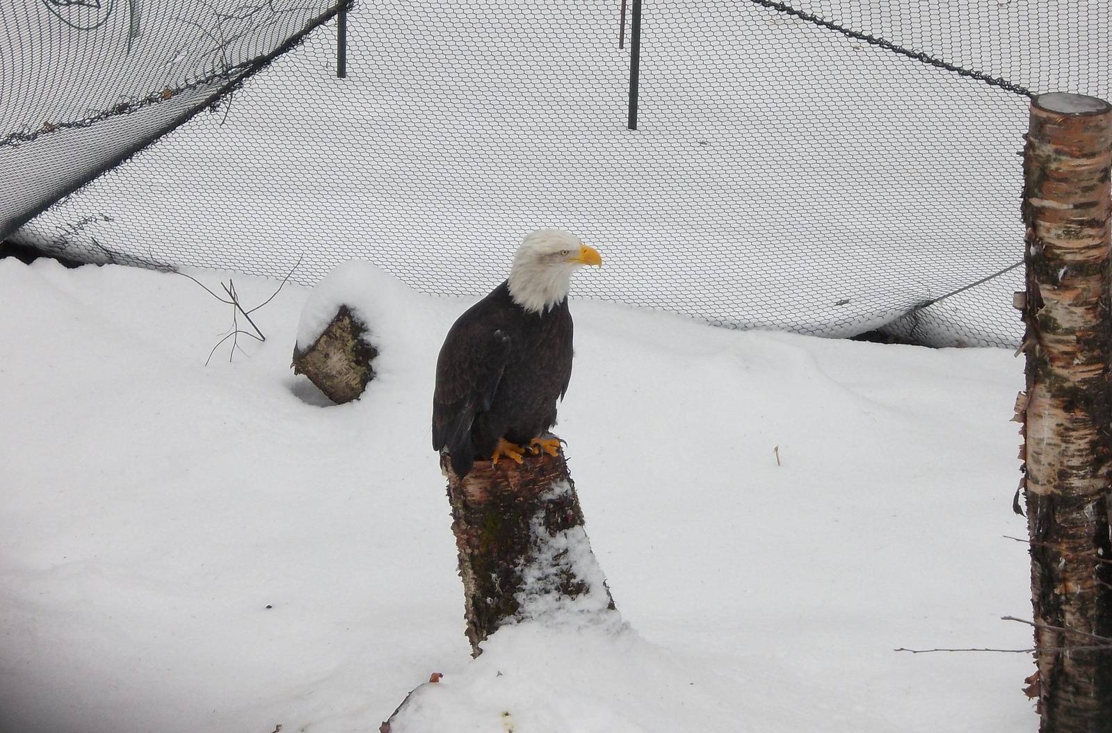 Bald Eagle