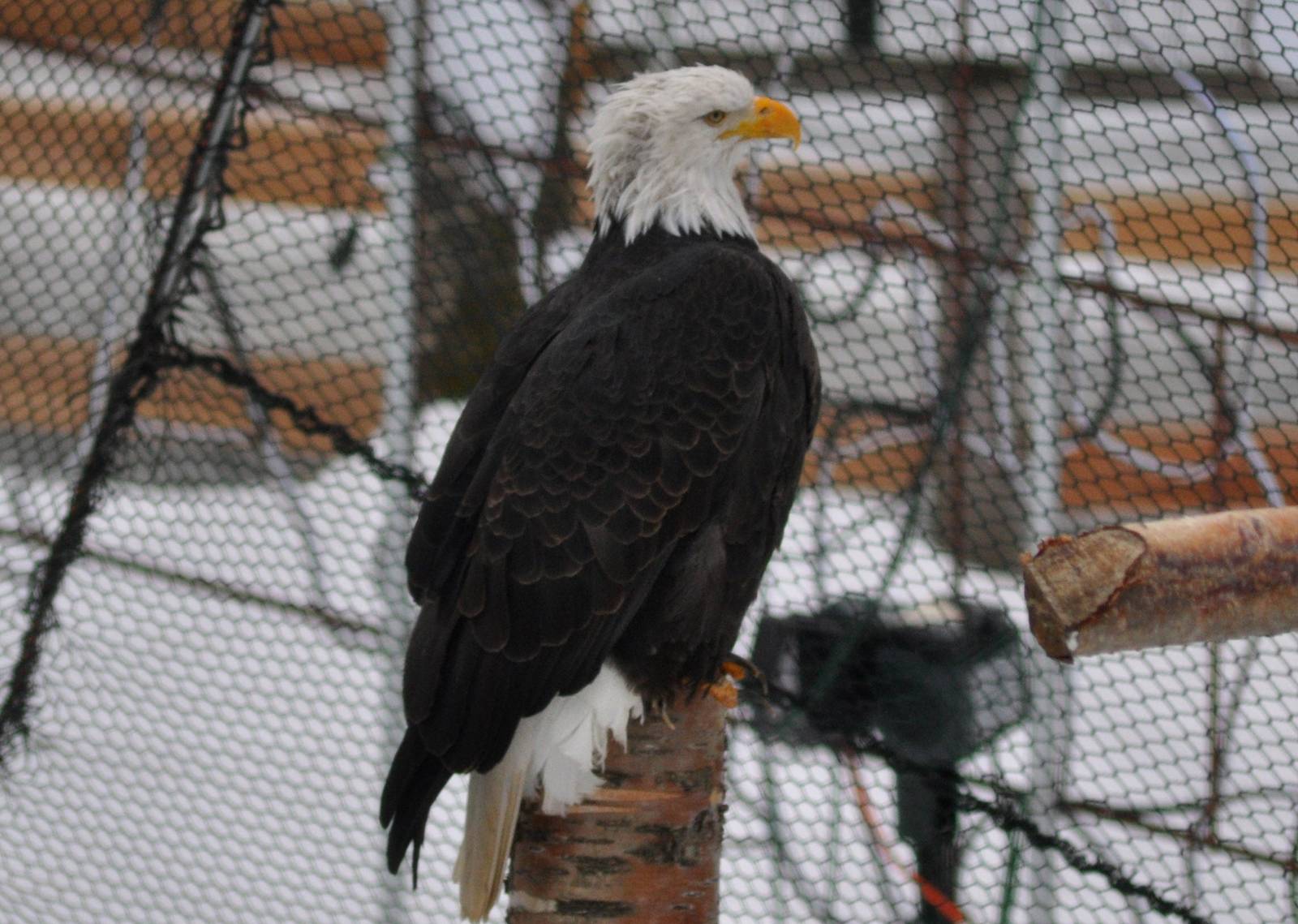 Bald Eagle