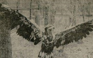 Bald eagle