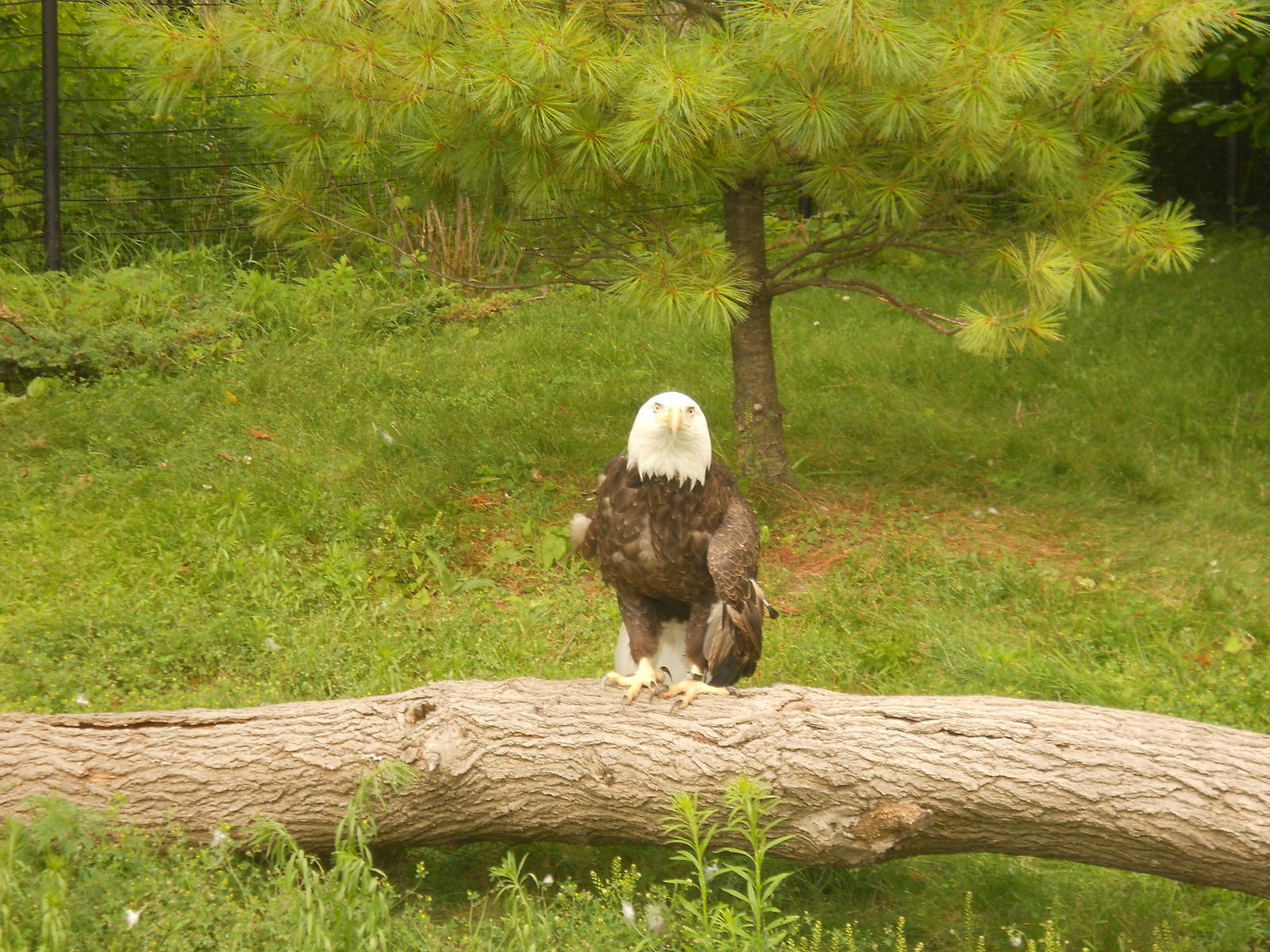 Bald Eagle