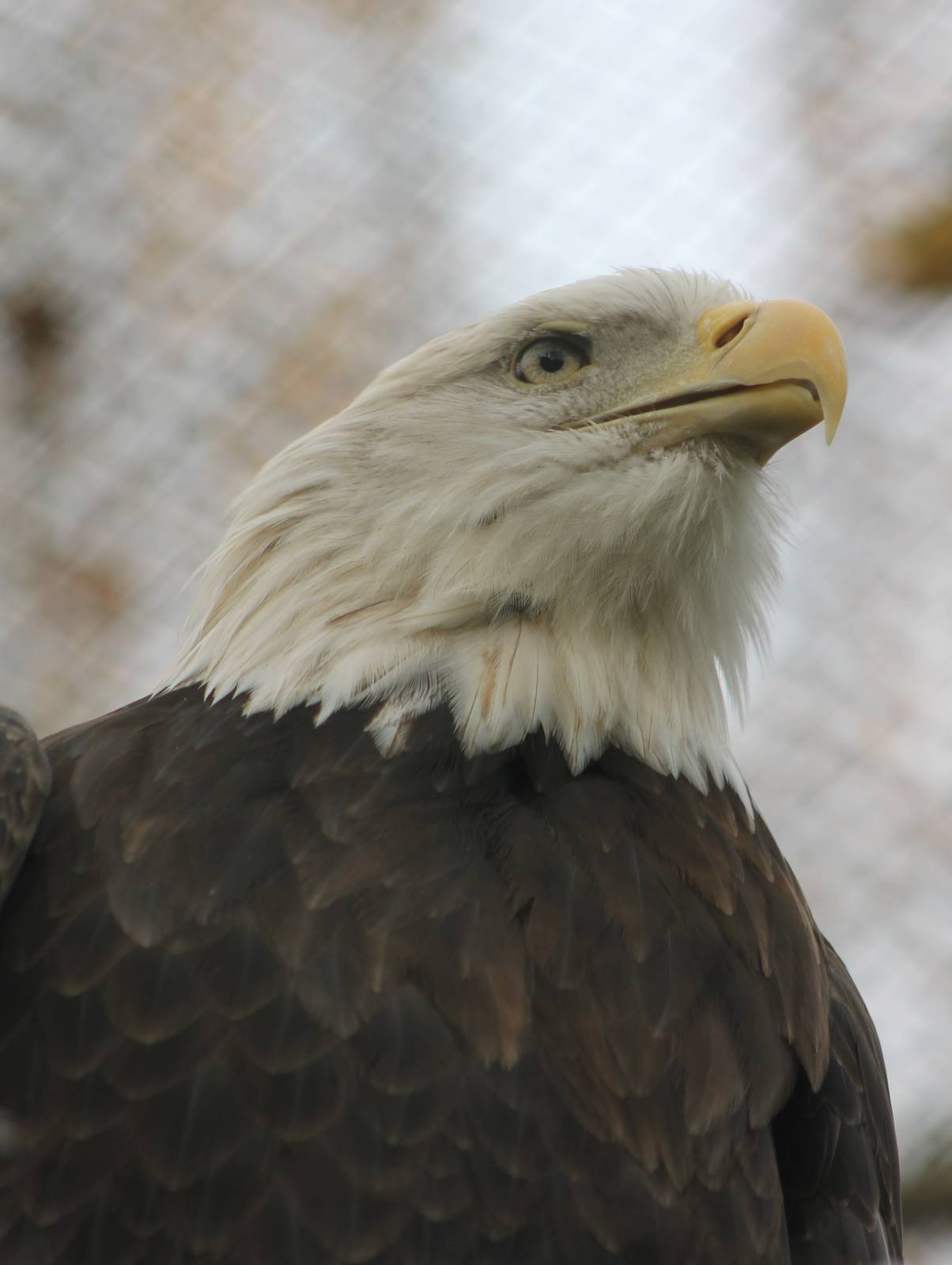 Bald eagle