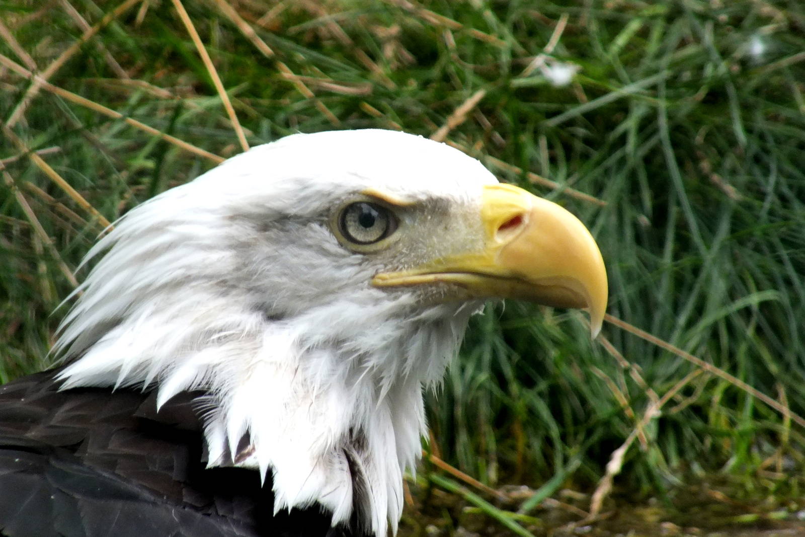 Bald Eagle