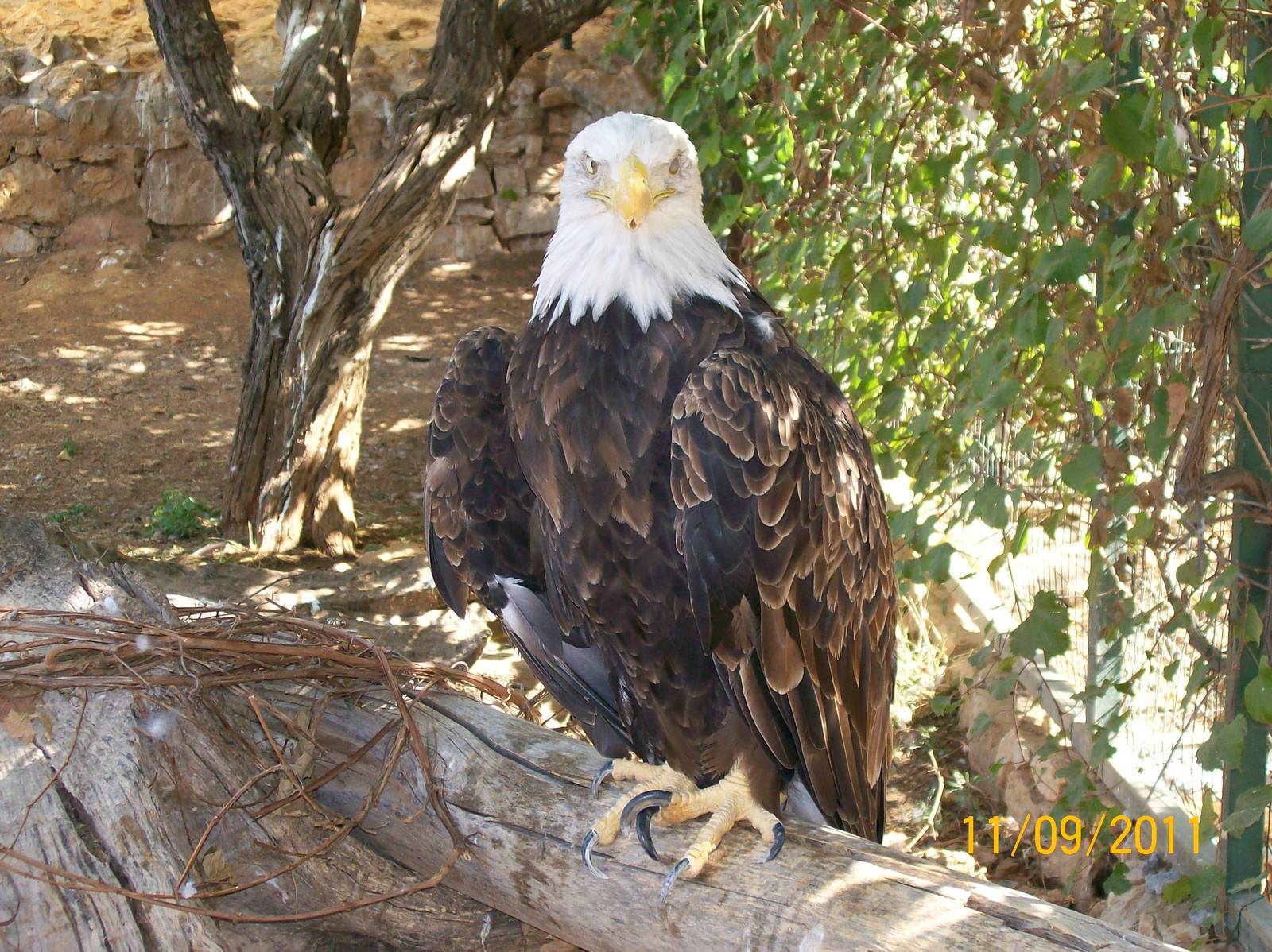 Bald eagle