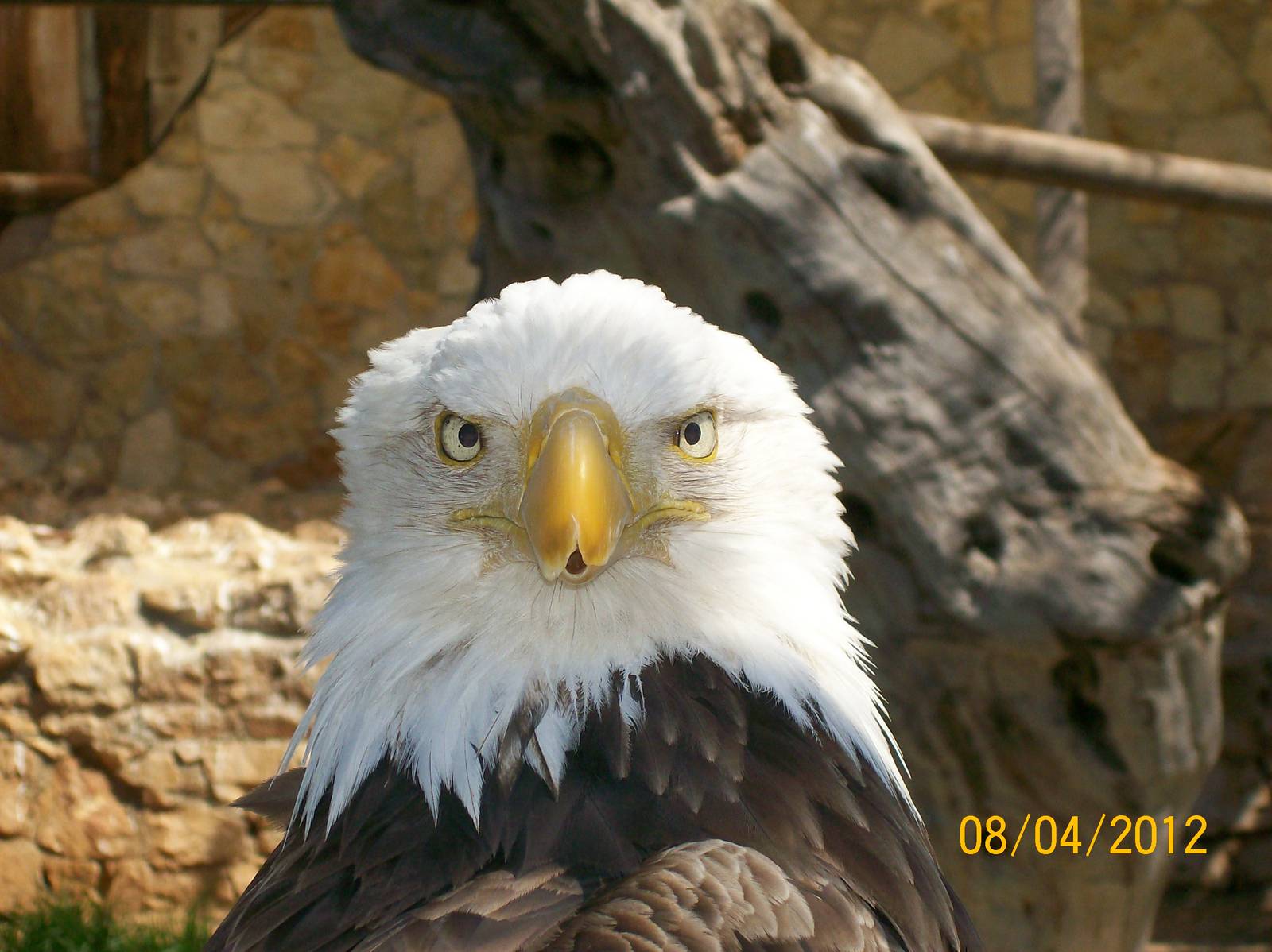 Bald eagle