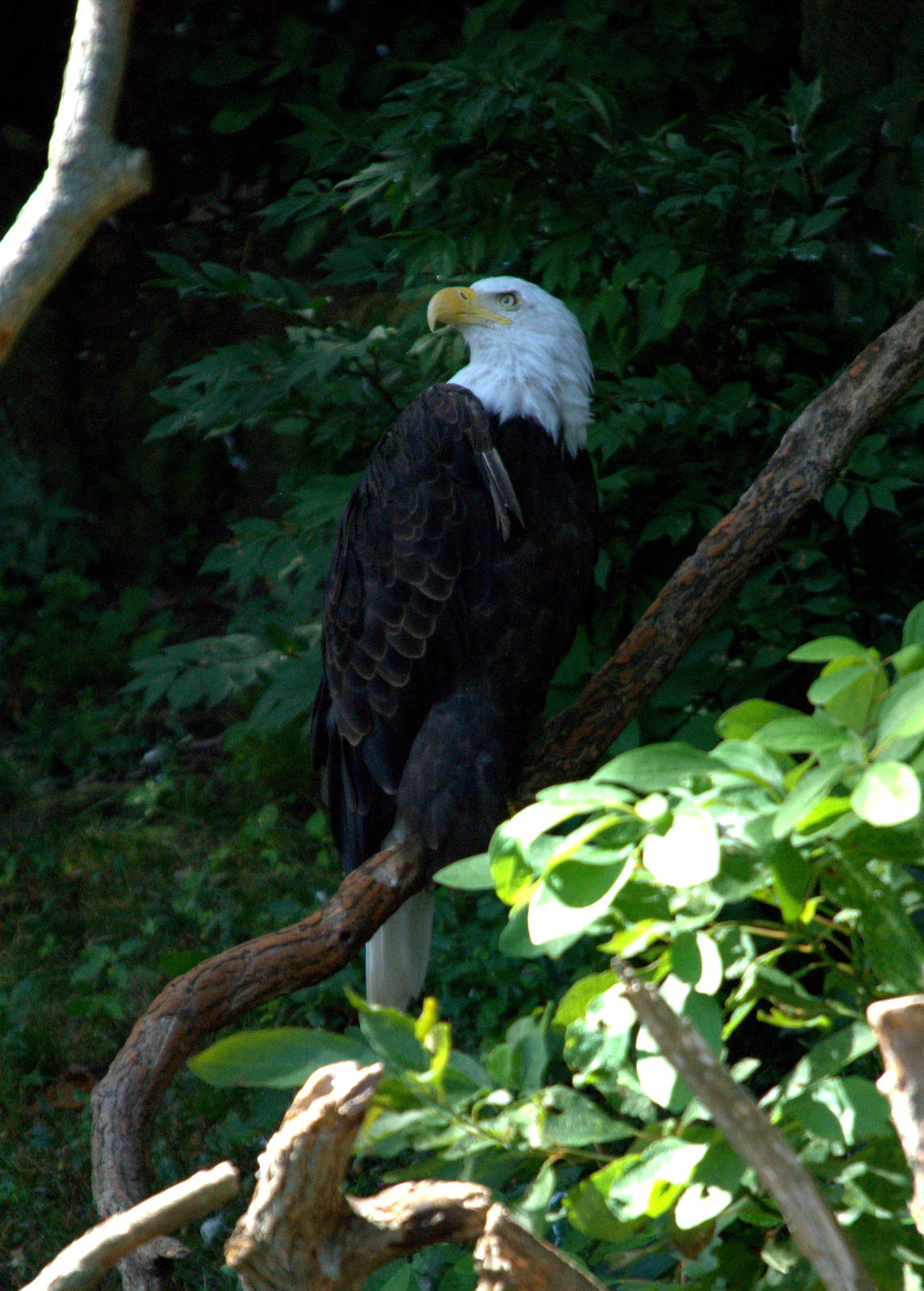 Bald Eagle