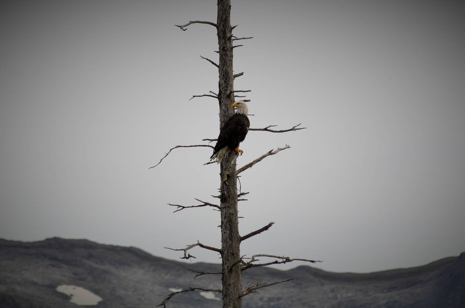 Bald Eagle