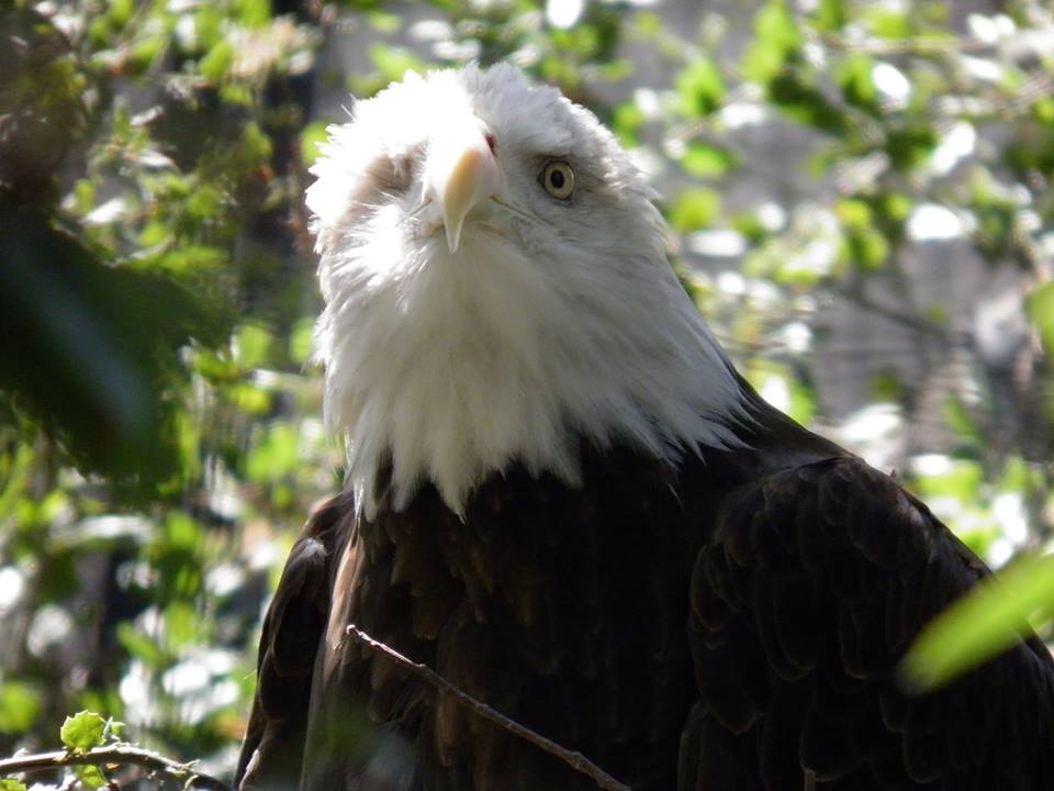Bald Eagle