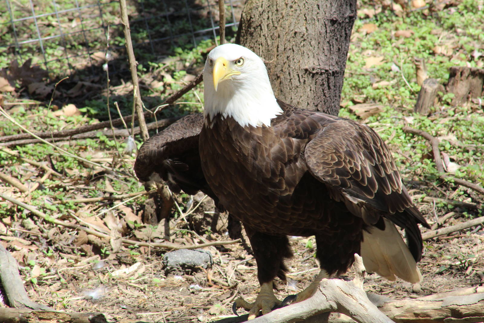 Bald Eagle