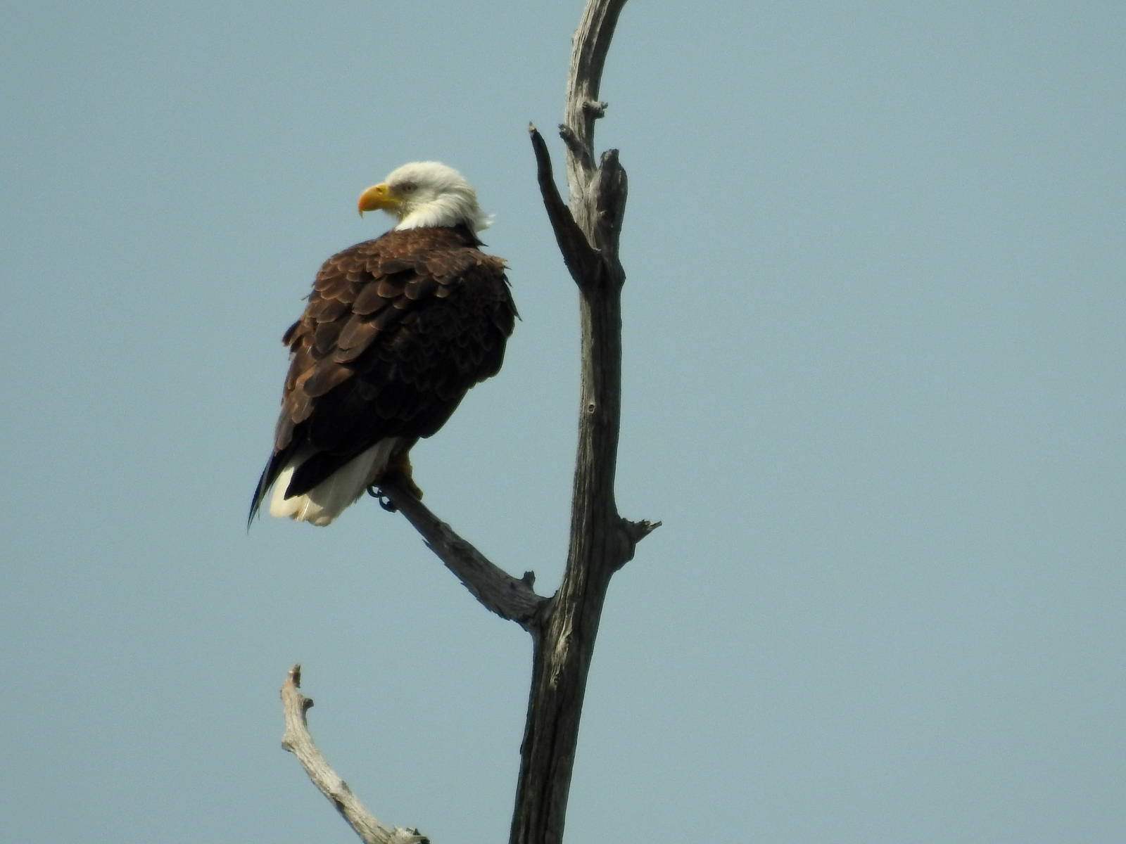 Bald Eagle