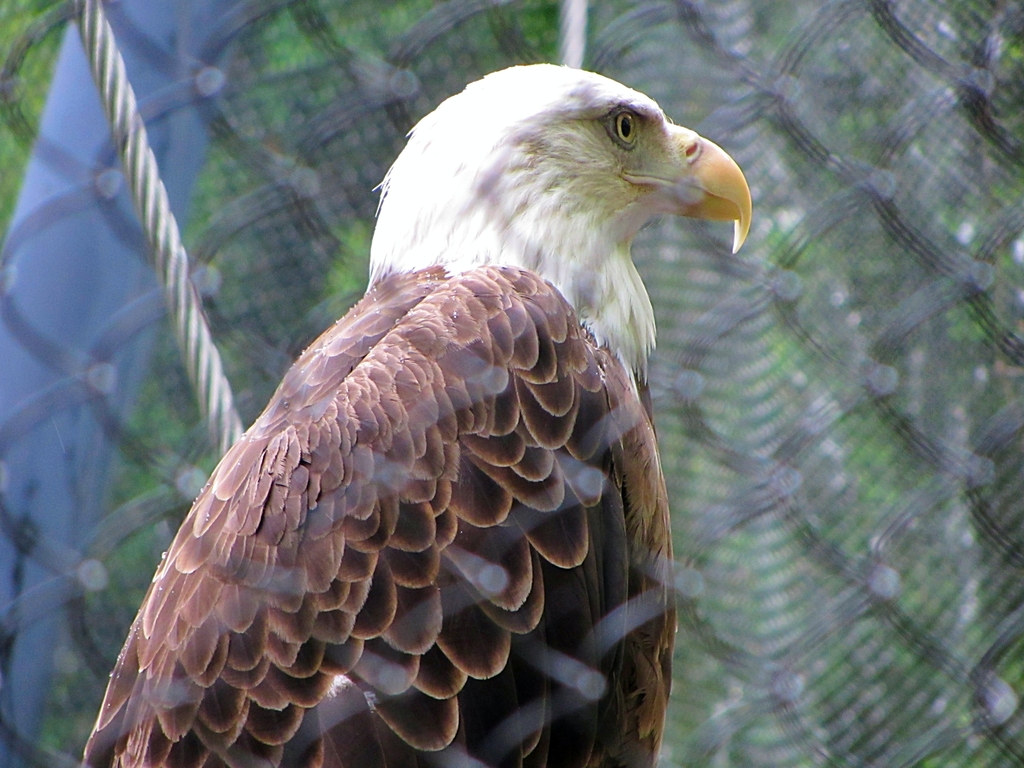 Bald Eagle