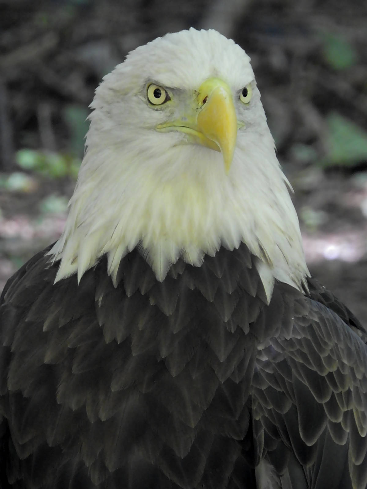 Bald Eagle