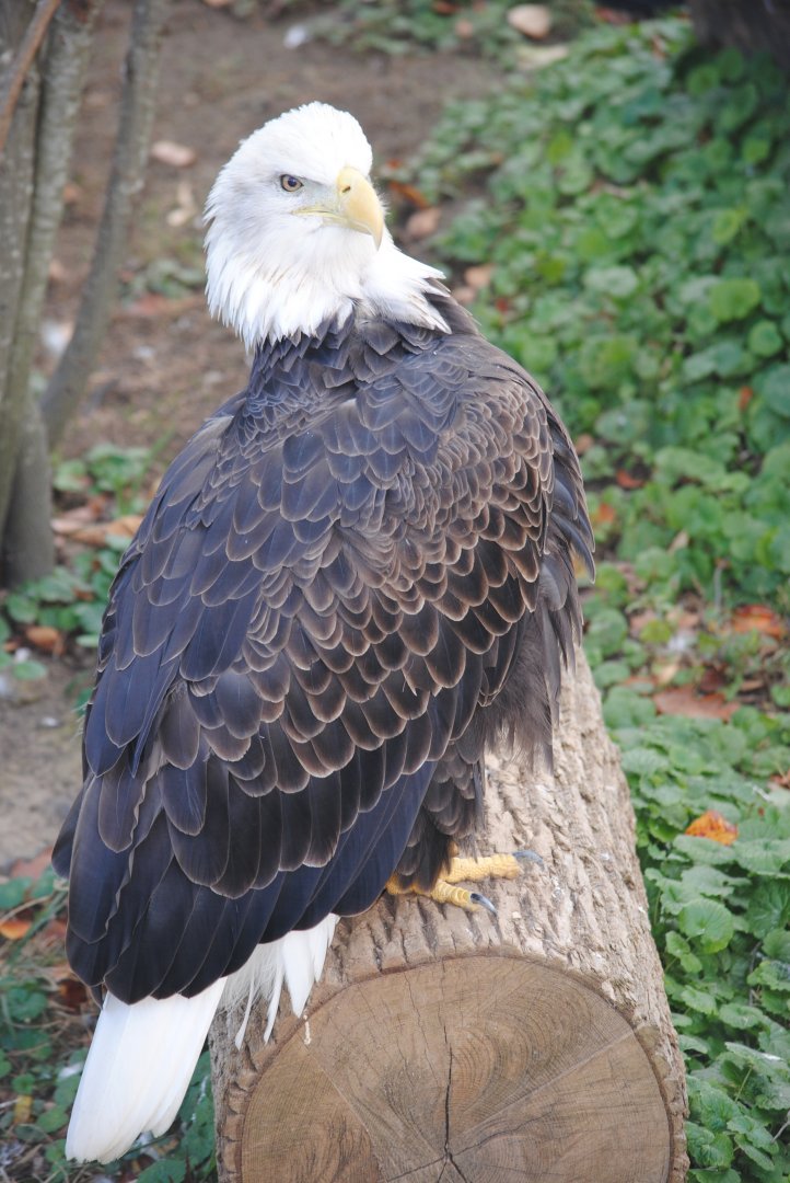 Bald Eagle