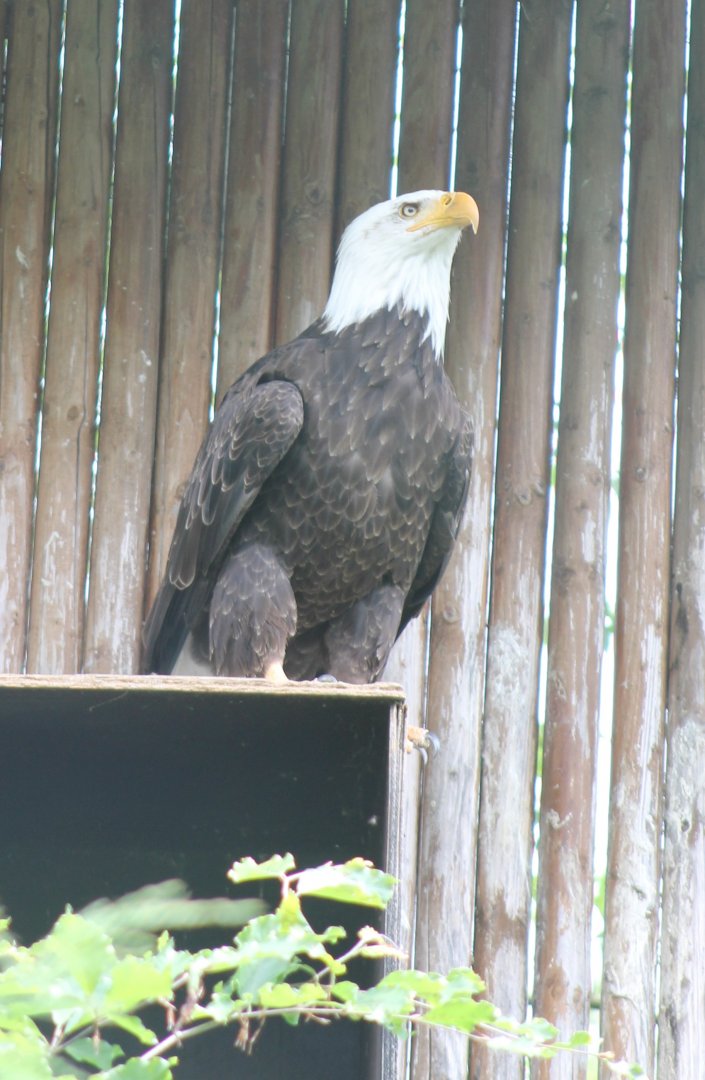 Bald eagle