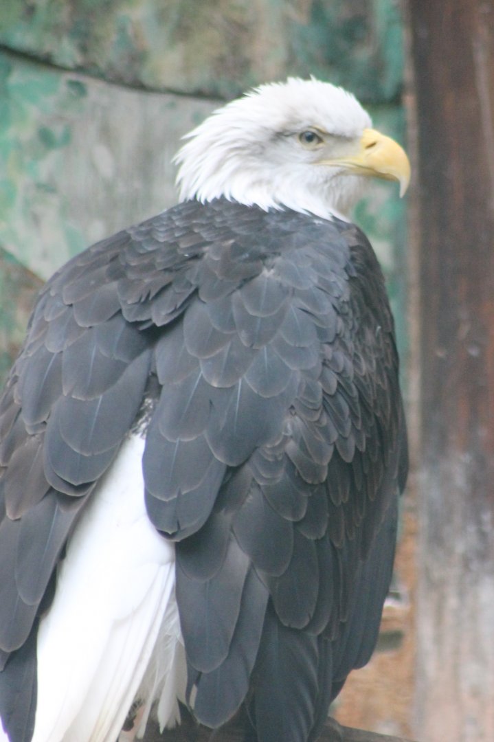 Bald eagle