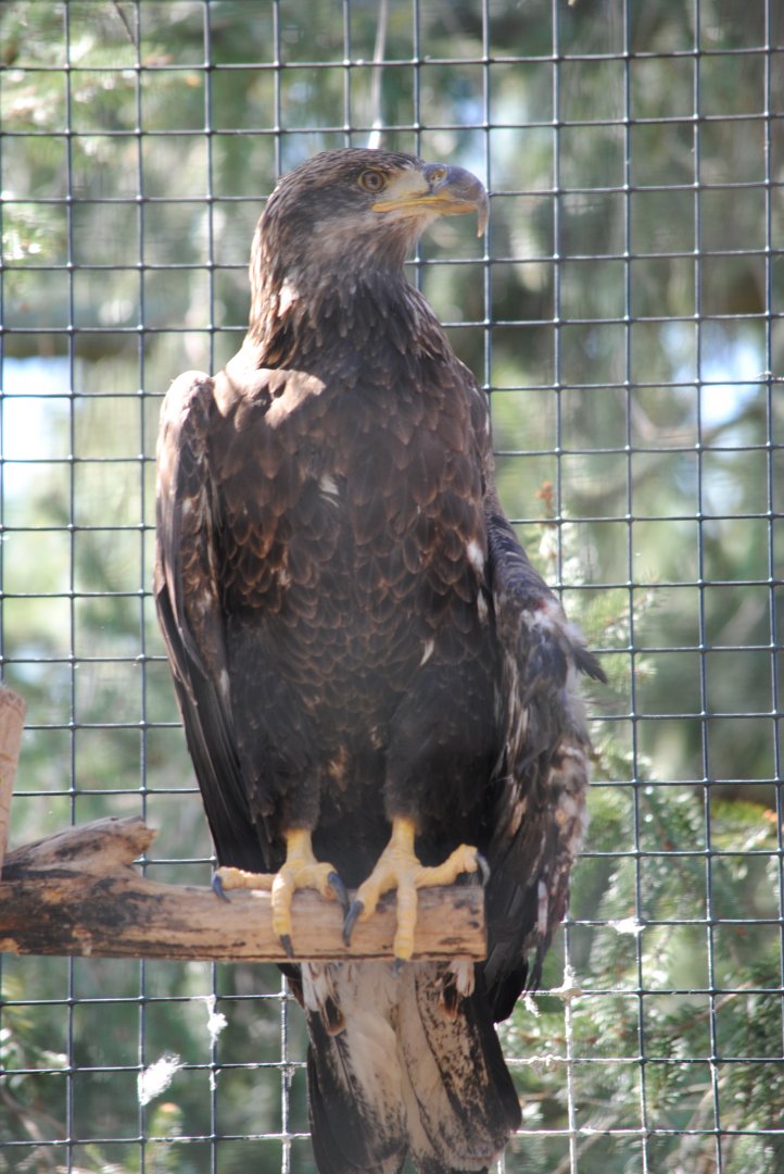 Bald Eagle