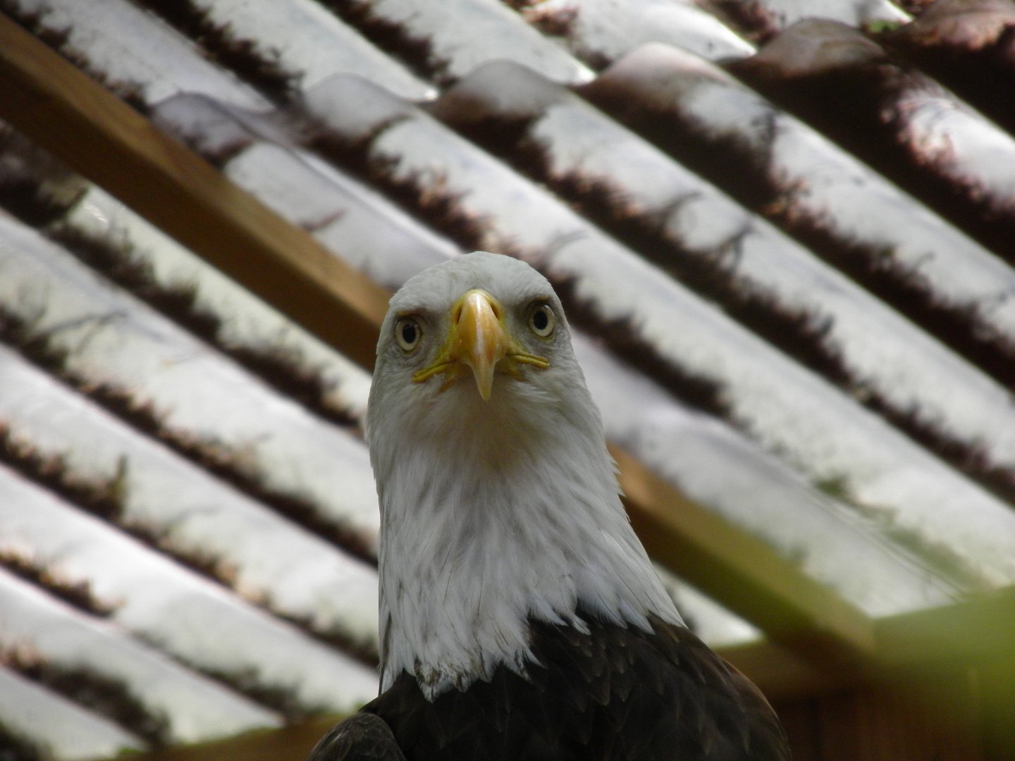 Bald Eagle
