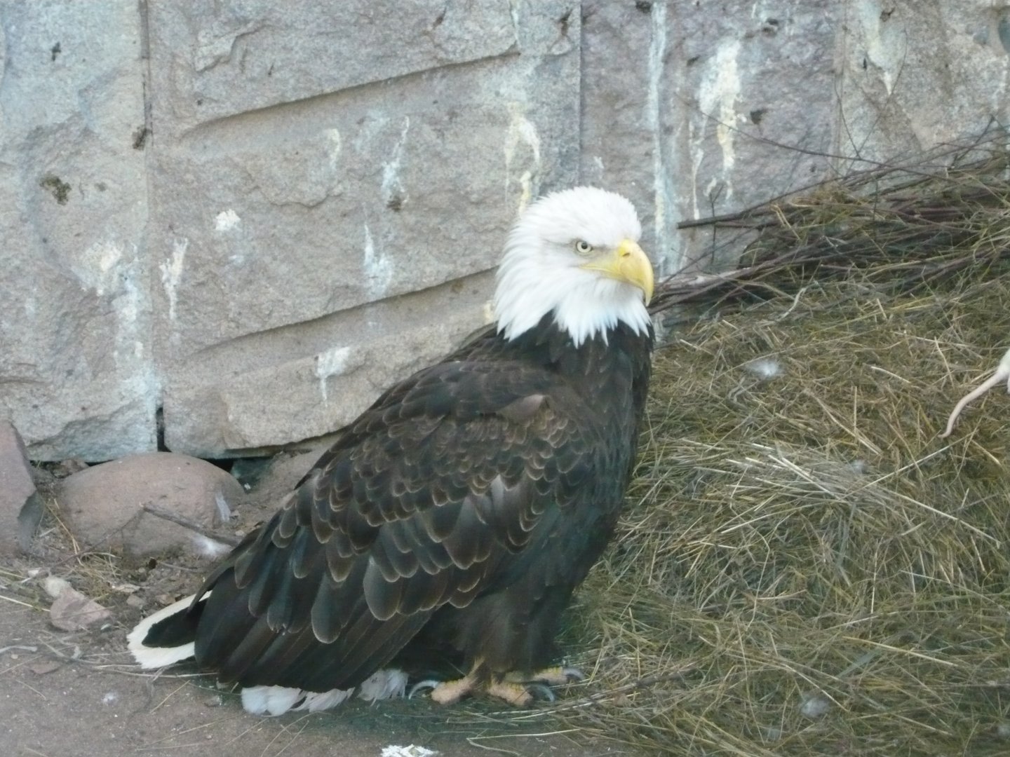 Bald eagle