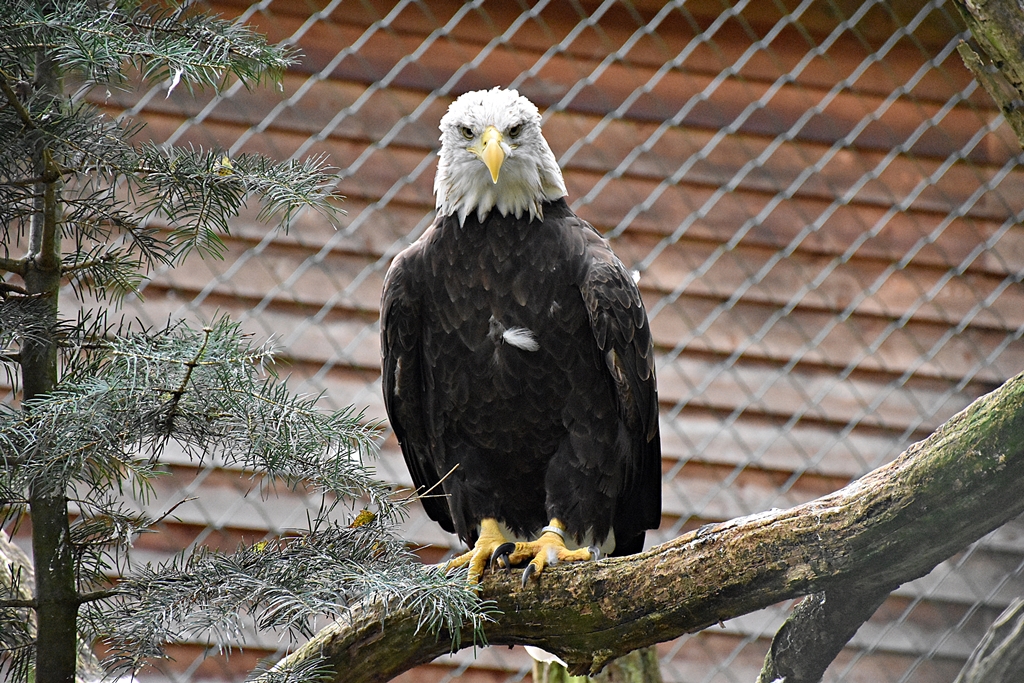Bald eagle