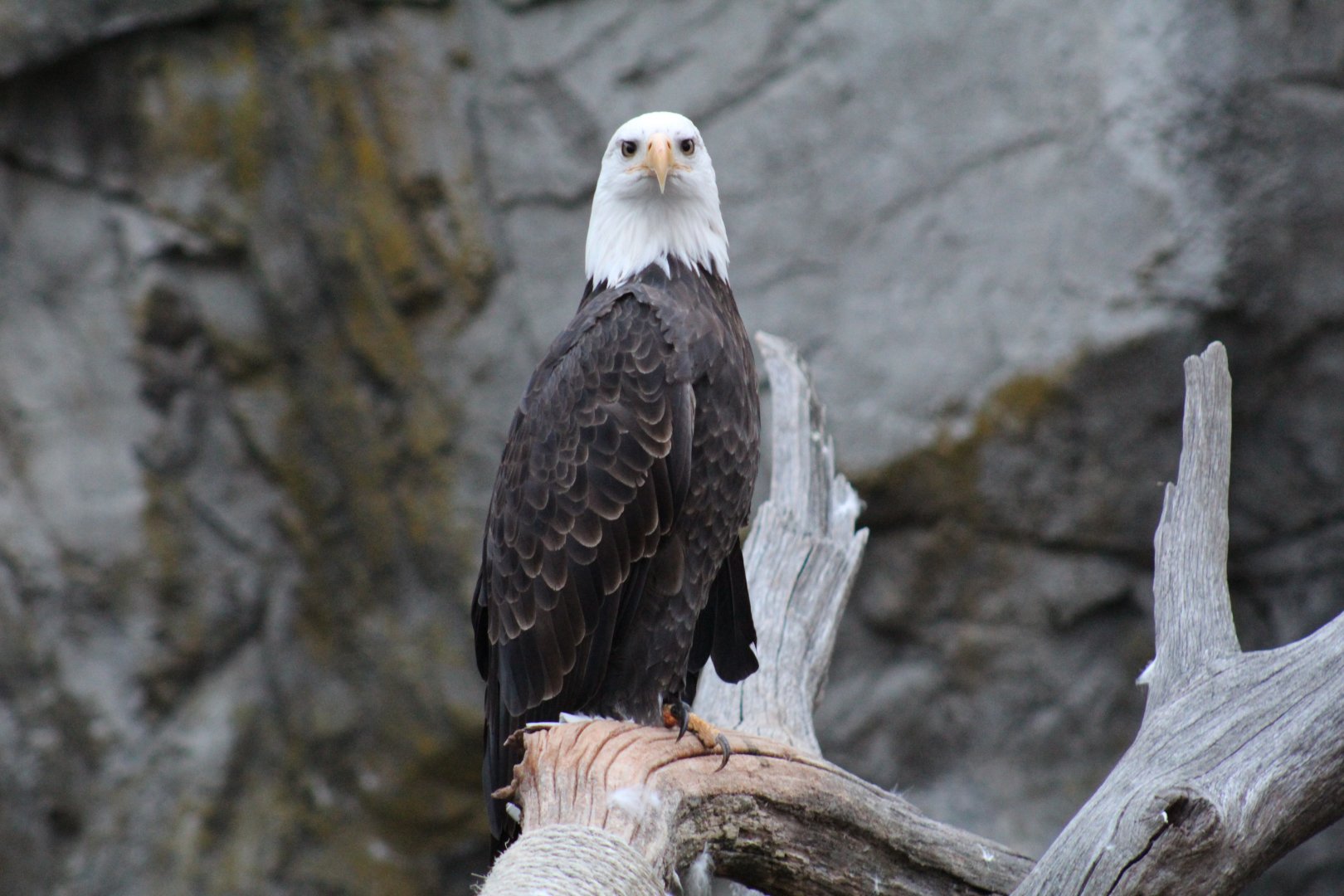 Bald Eagle