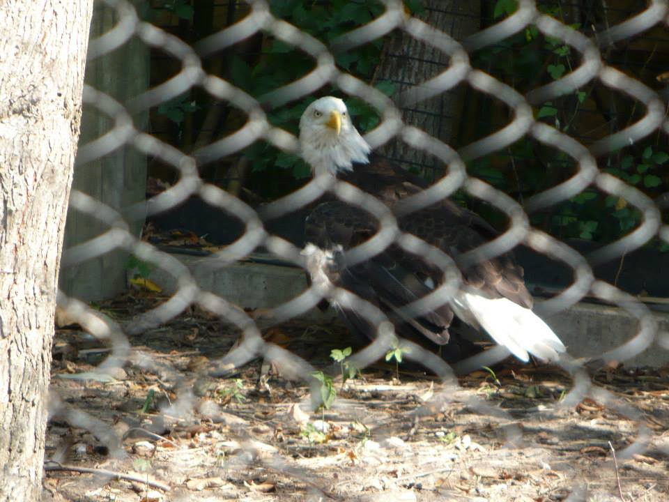 Bald eagle