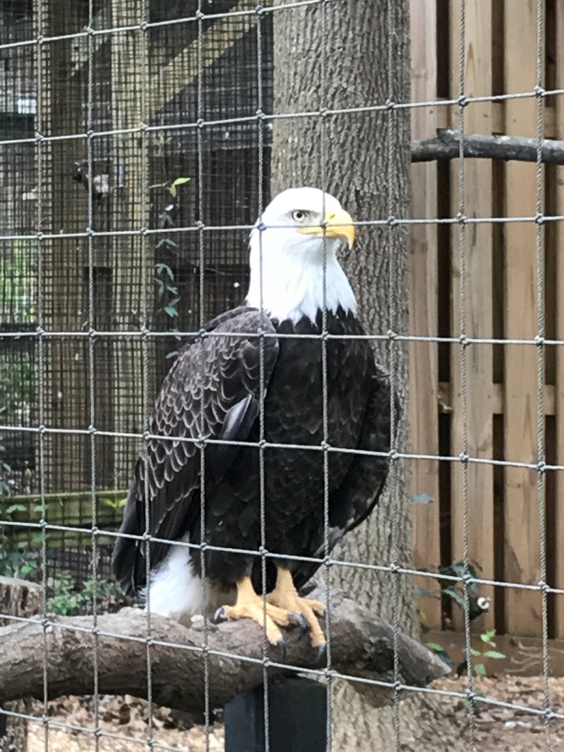 Bald eagle