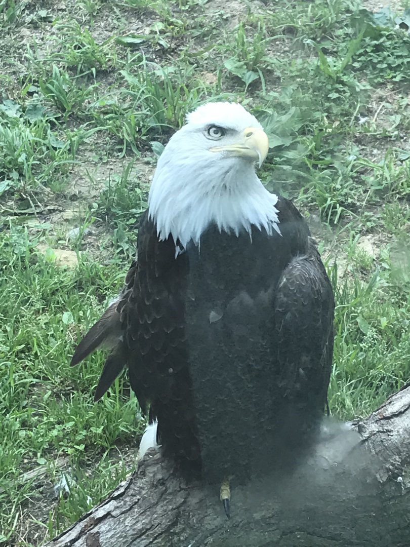Bald Eagle