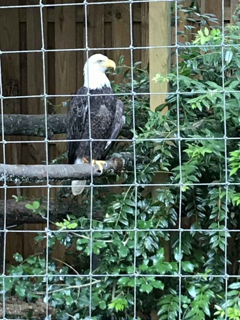 Bald eagle