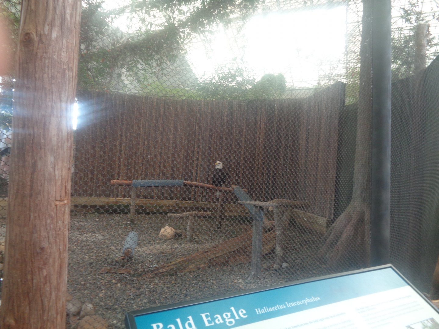 Bald eagle