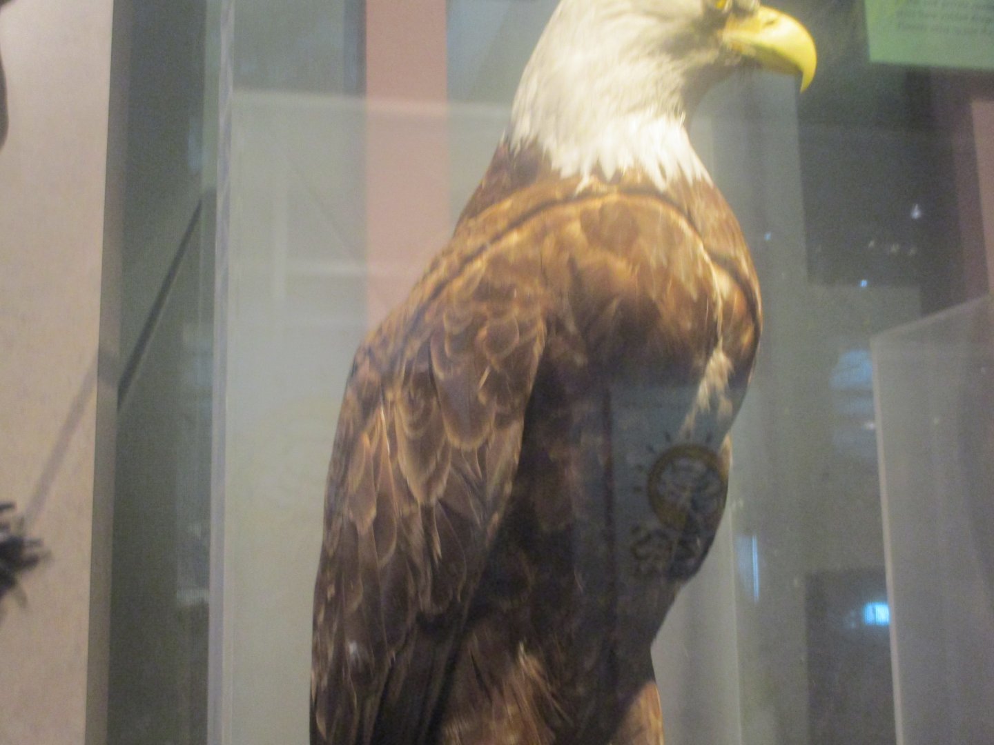 Bald eagle