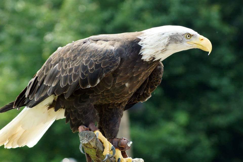 Bald Eagle