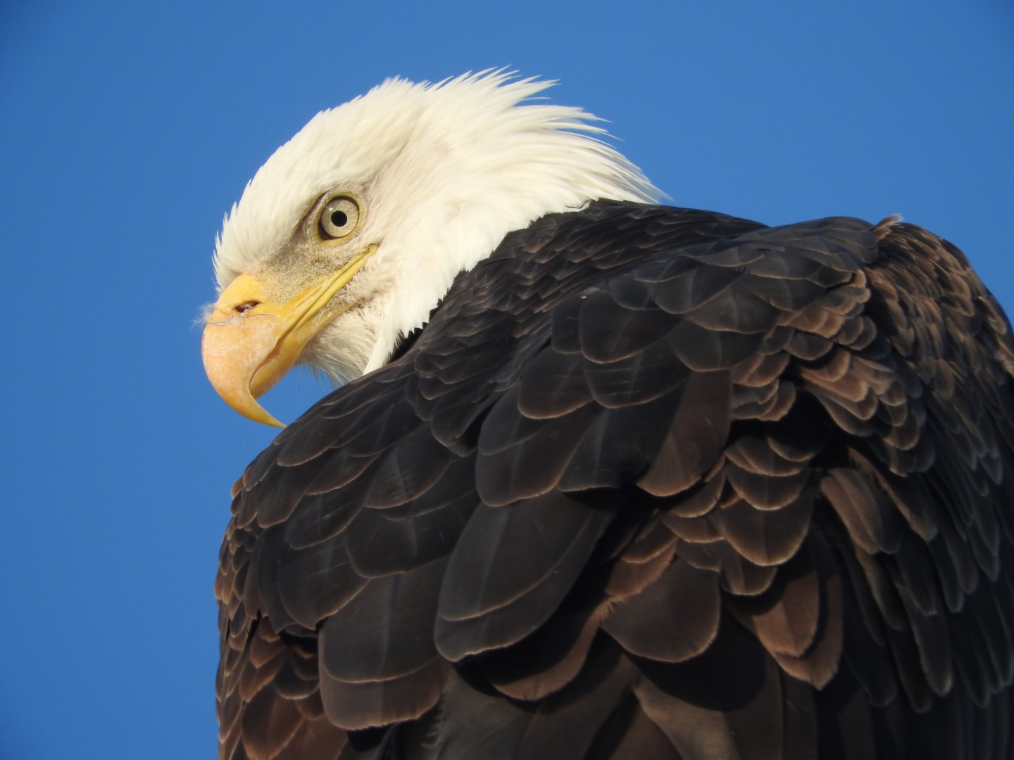 Bald Eagle